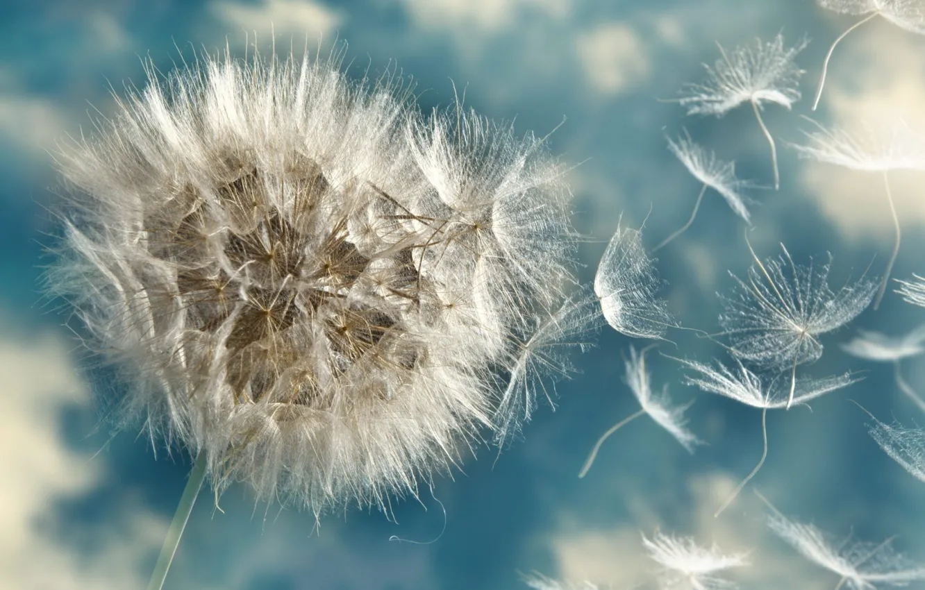 Photo wallpaper macro, dandelion, fuzzes