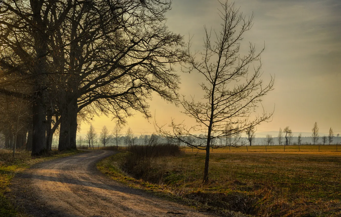 Photo wallpaper road, field, autumn, trees, sunset, road, trees, field