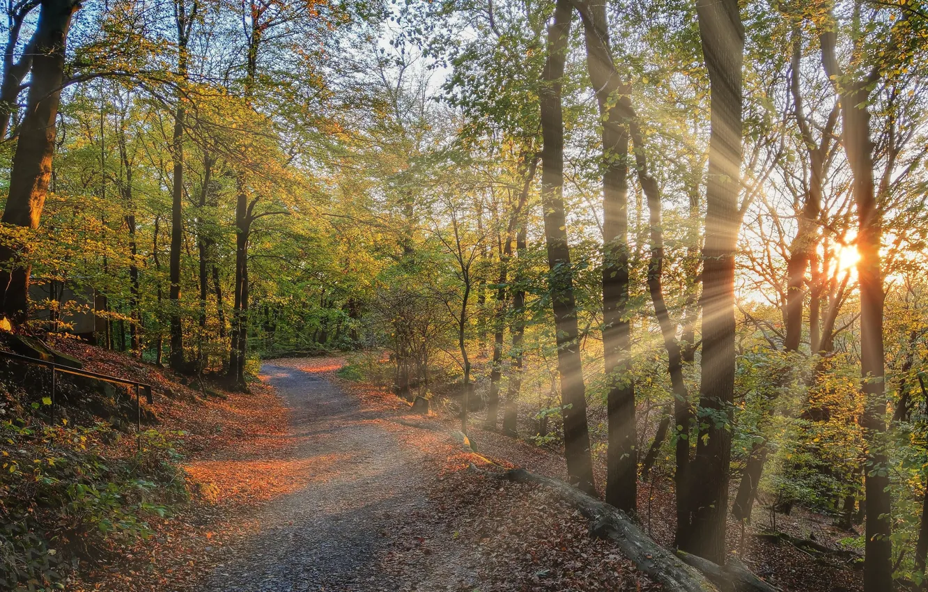 Photo wallpaper road, autumn, Sunny, the rays of the sun
