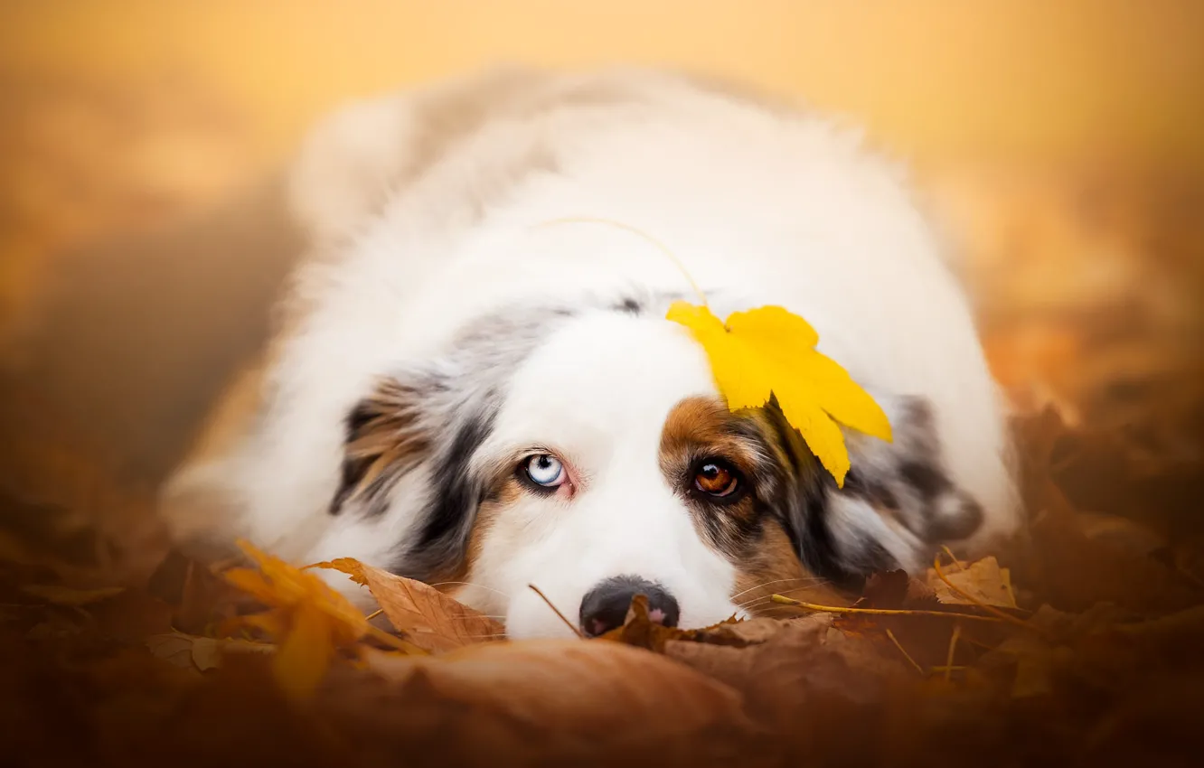 Photo wallpaper autumn, look, face, leaves, yellow, nature, sheet, background