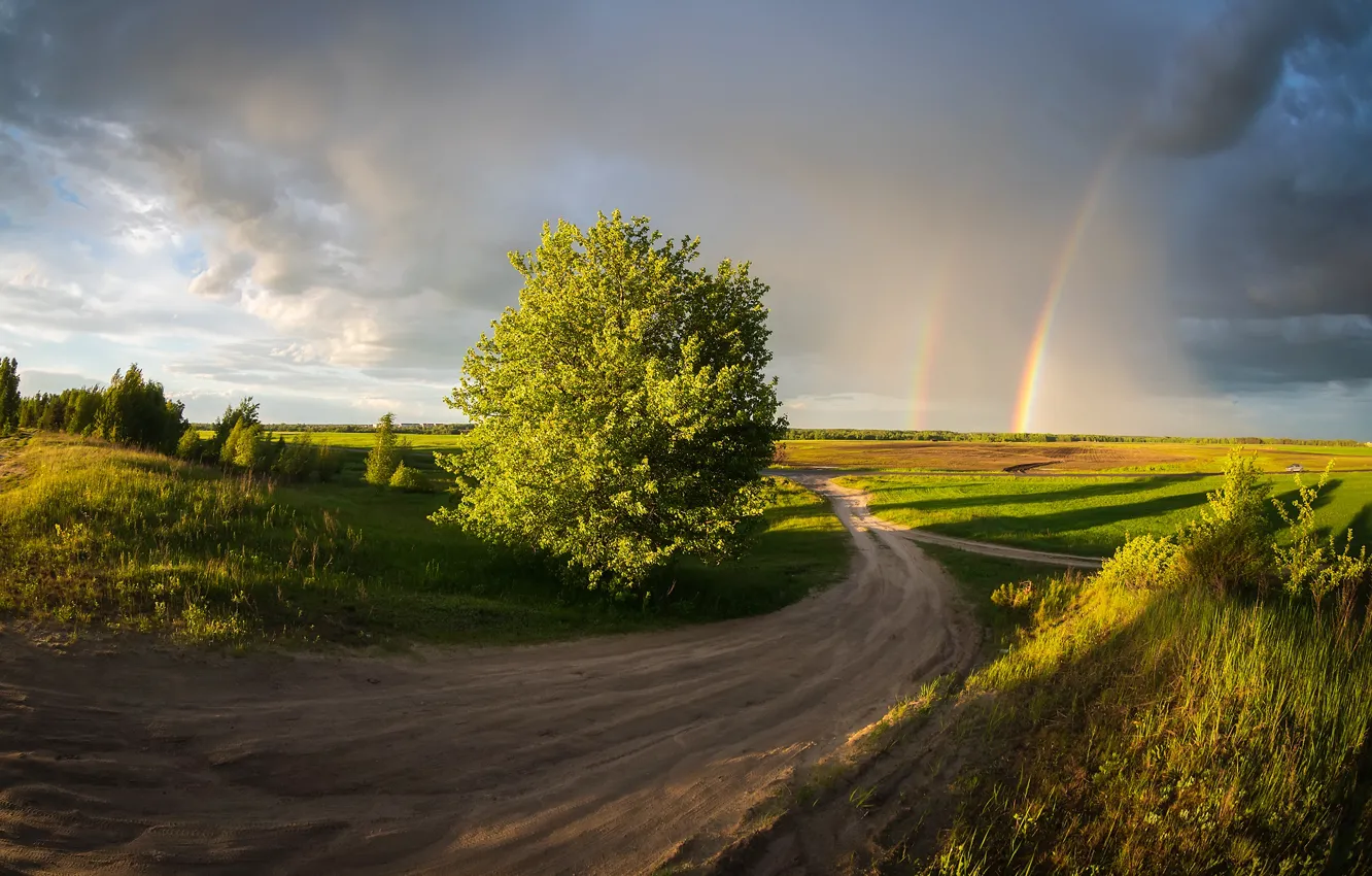 Photo wallpaper field, trees, rainbow