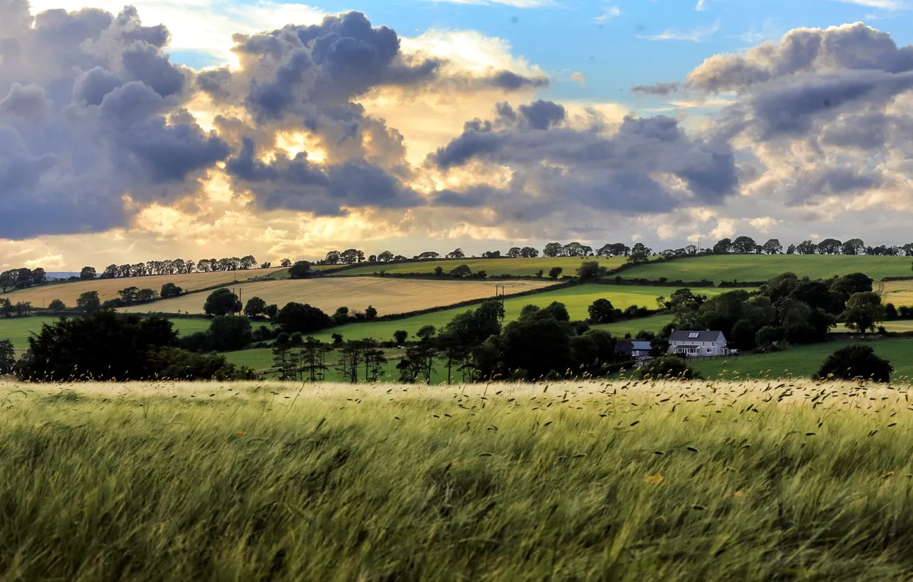 Photo wallpaper field, summer, the sky, landscape