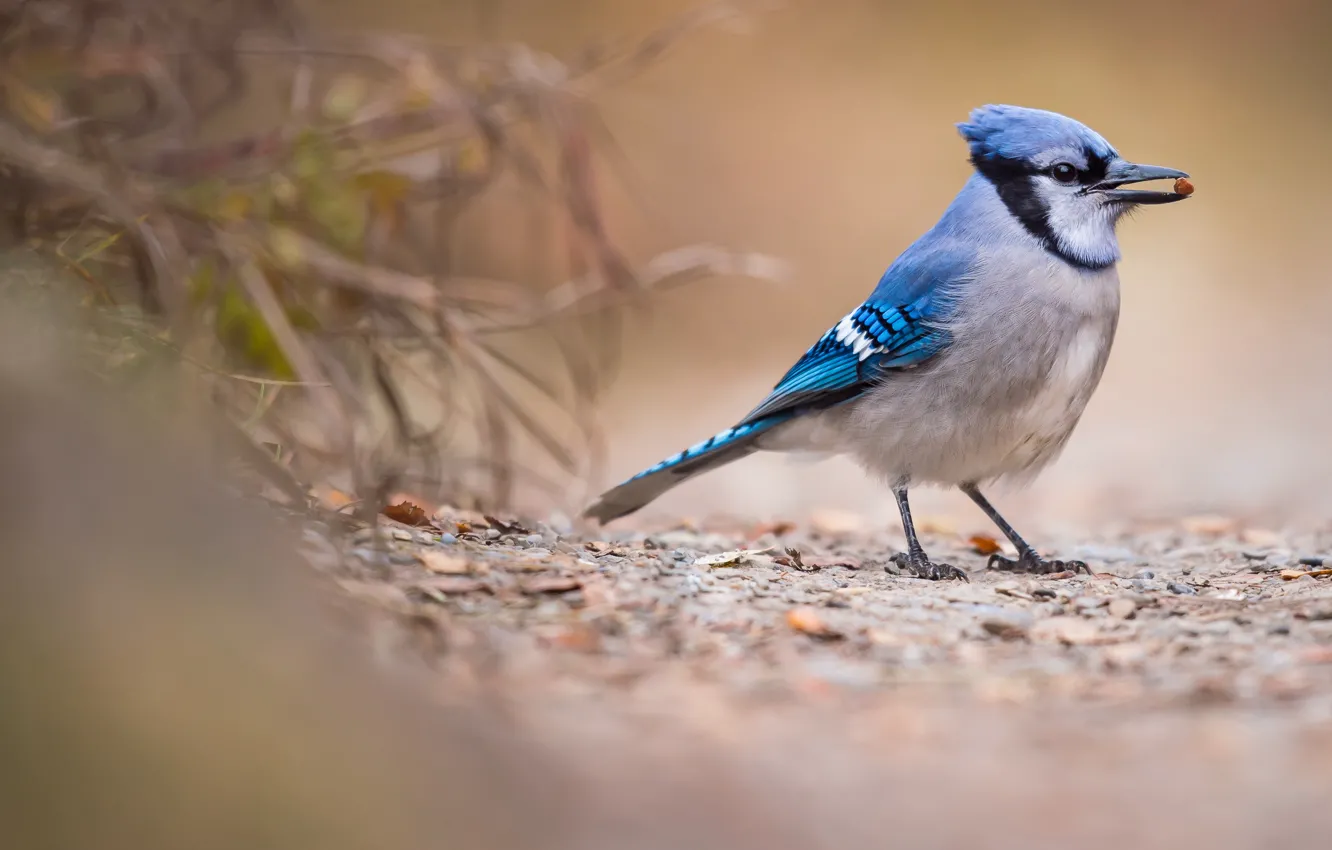 Photo wallpaper grass, nature, bird, beak, stones, stone, blue Jay, Jay