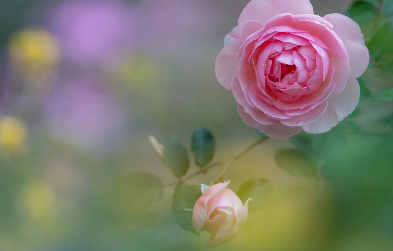 Photo wallpaper roses, pink, buds, bokeh