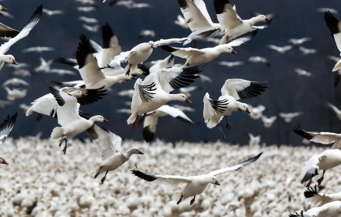 Photo wallpaper birds, pack, Snow Geese