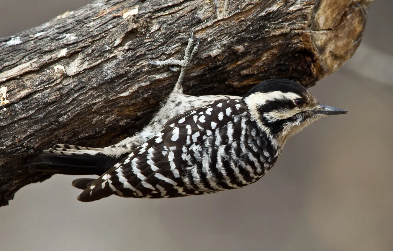 Photo wallpaper trees, bird, beak, Texas woodpecker