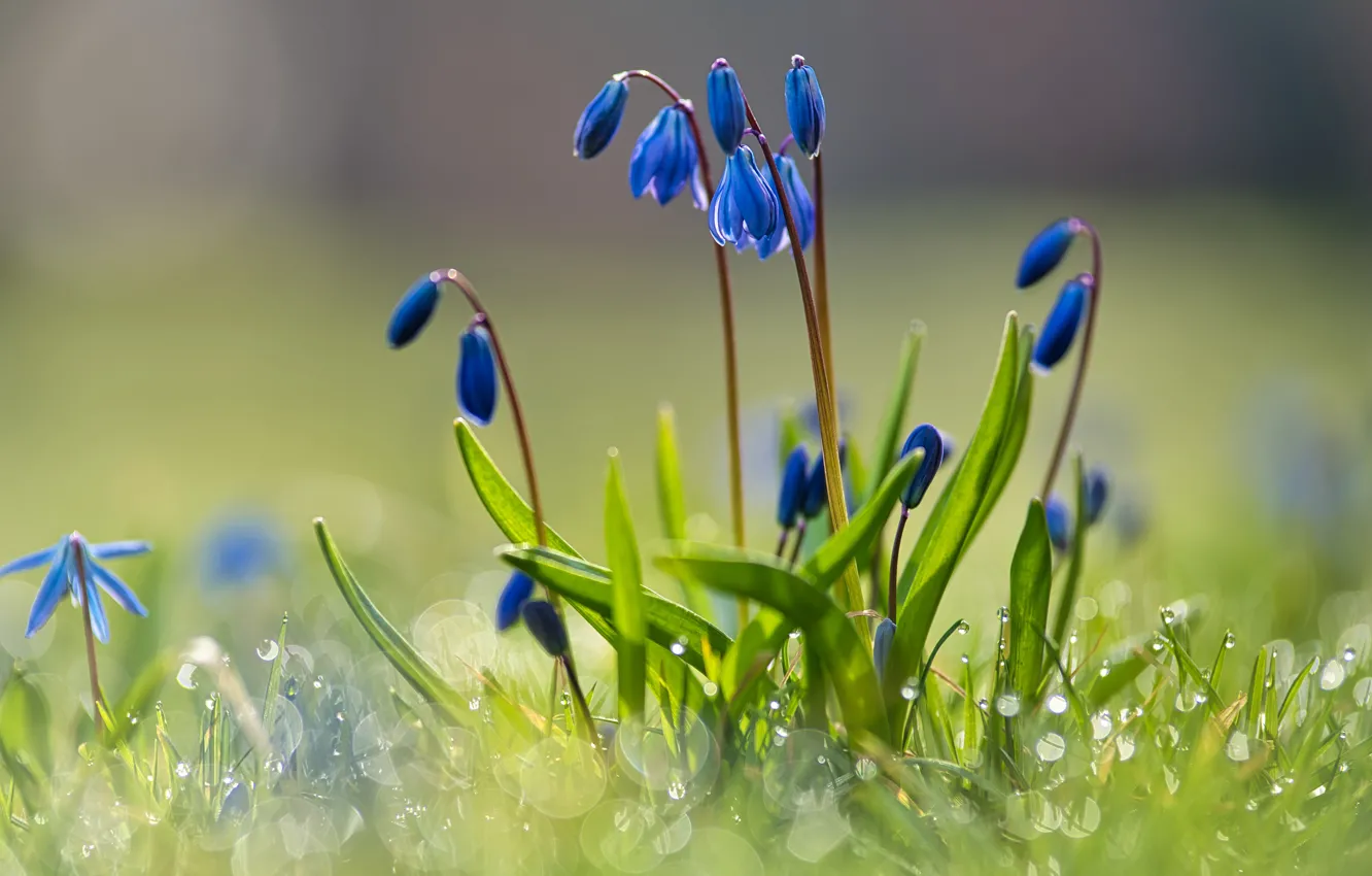 Photo wallpaper flowers, blue, Rosa, glade, spring, Scilla