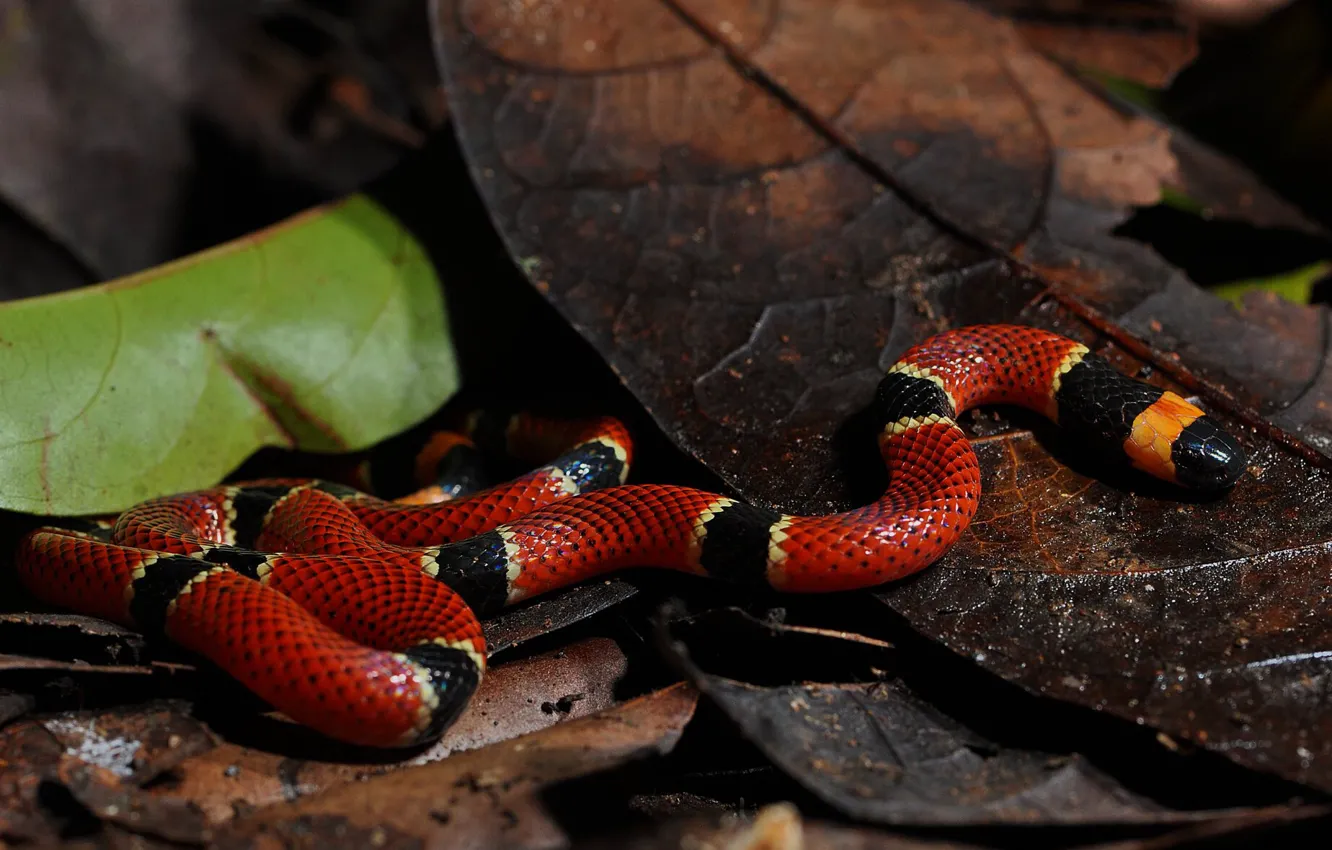 Photo wallpaper nature, snake, red