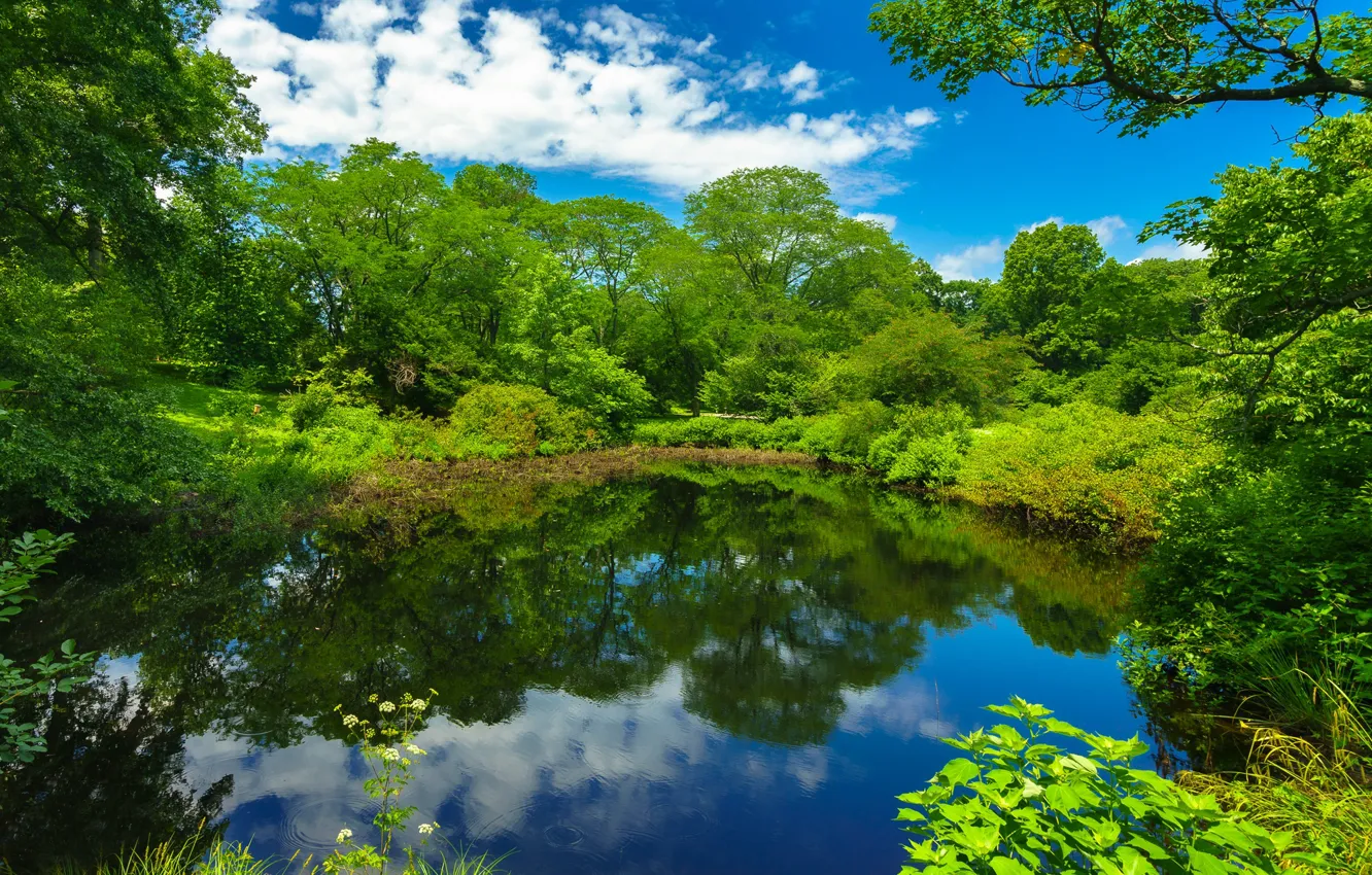 Photo wallpaper greens, trees, pond, Park, Boston, Boston, Massachusetts, Massachusetts