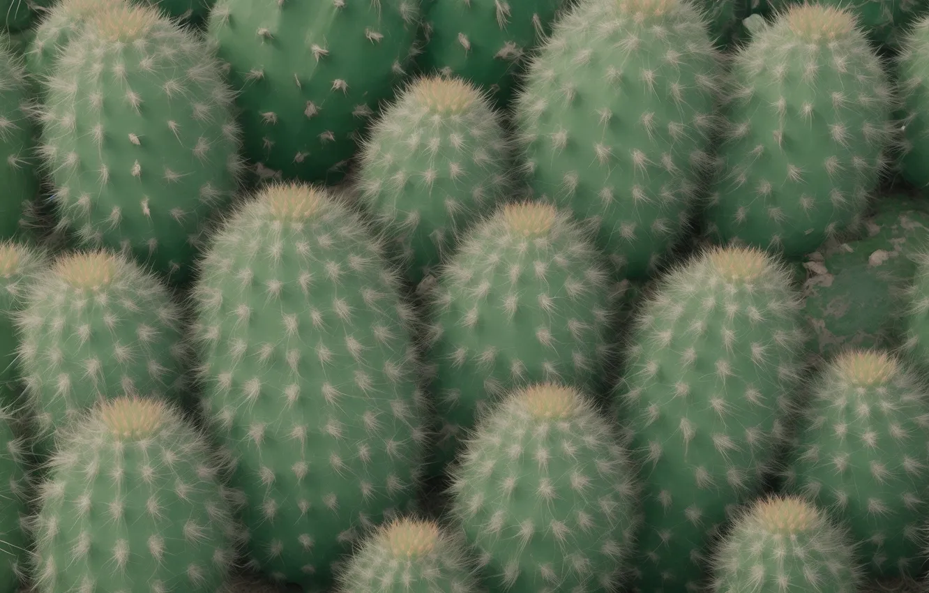Photo wallpaper green, background, green, Wallpaper, plant, cactus, wallpaper, background