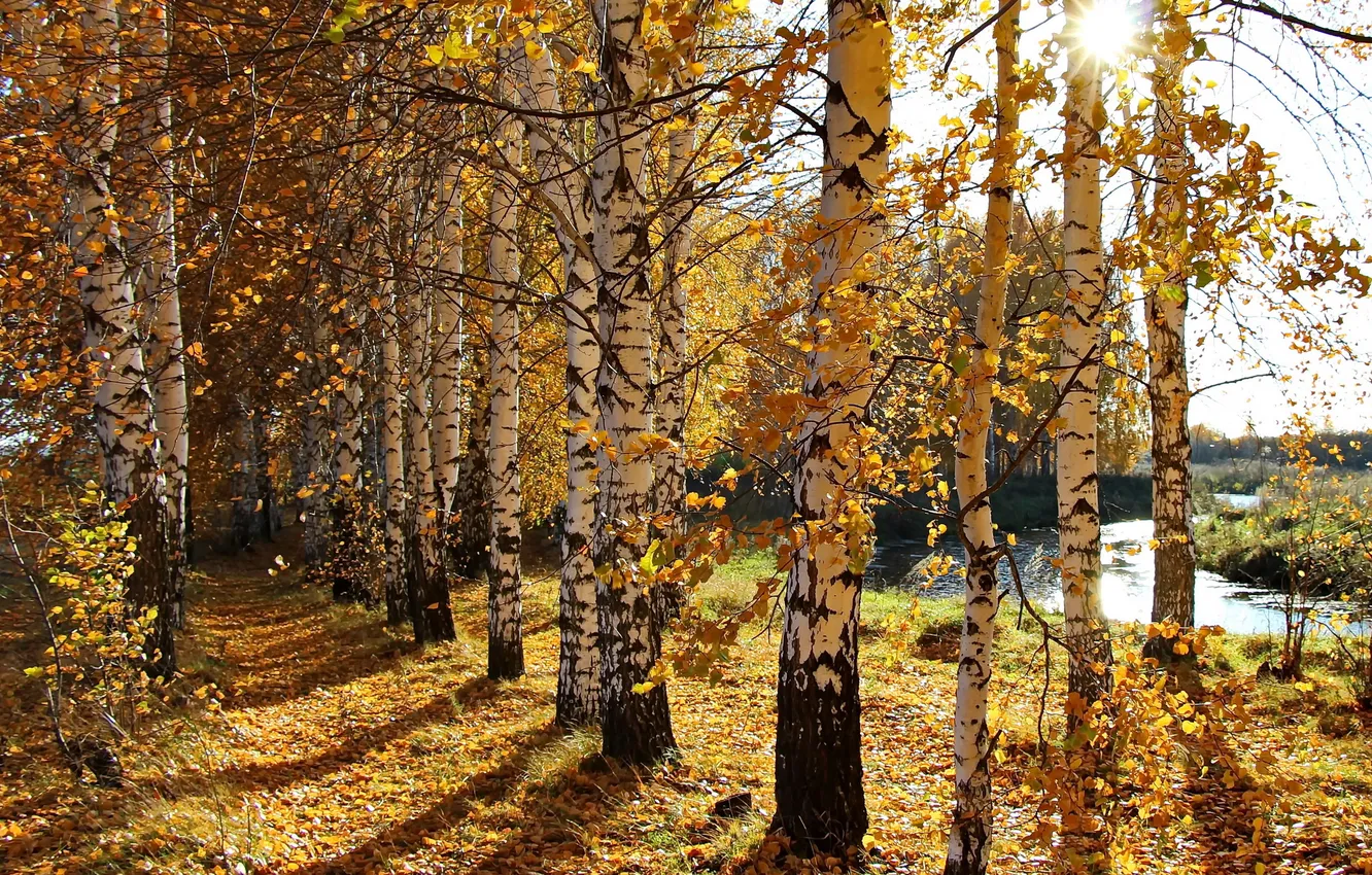 Photo wallpaper autumn, light, nature, birch