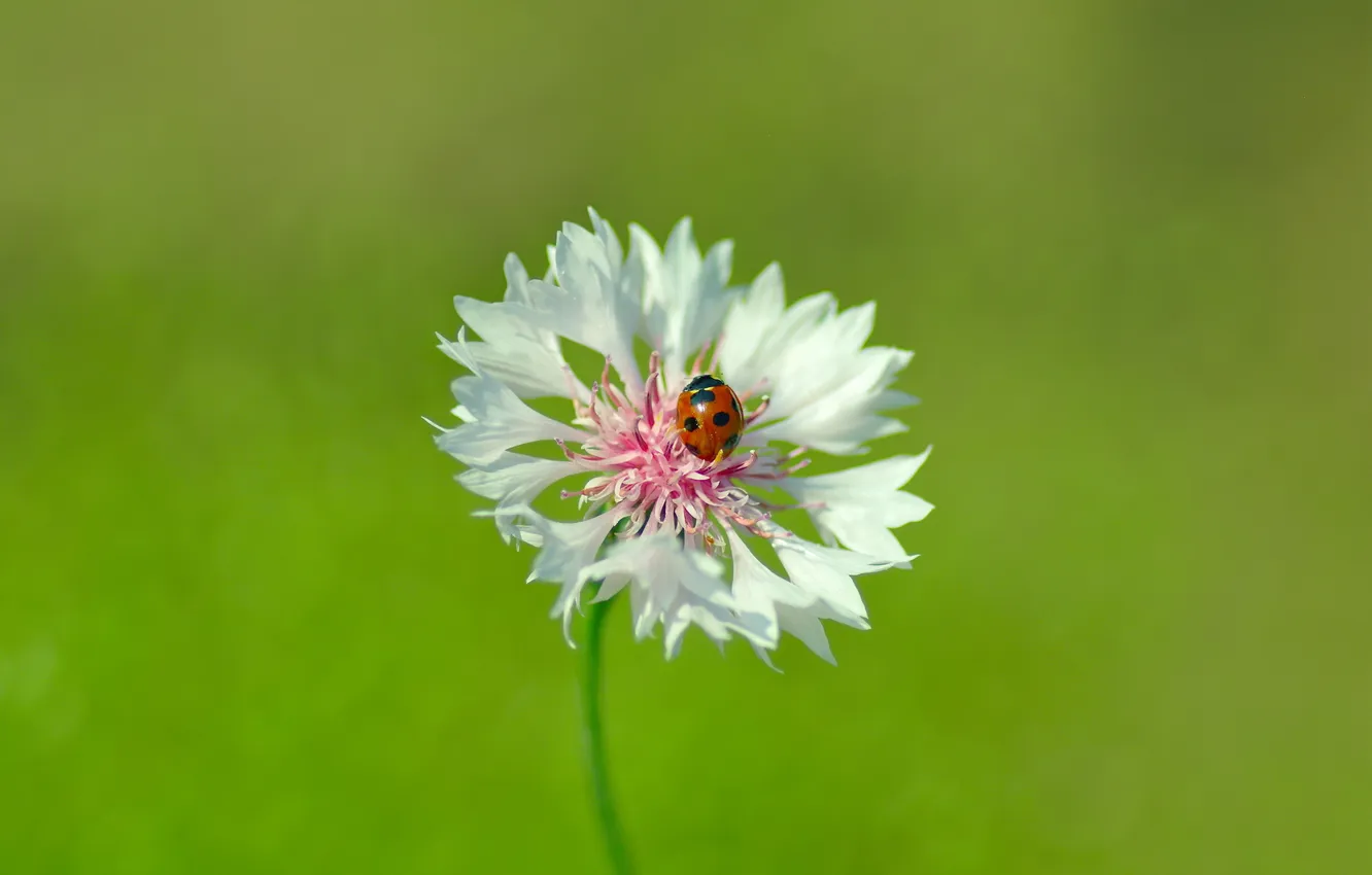 Photo wallpaper flower, macro, nature, ladybug