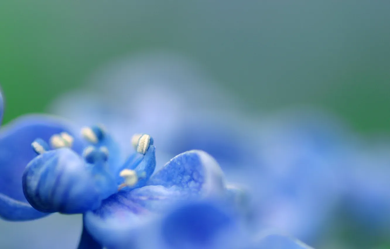 Photo wallpaper flower, color, macro, blue, green, blue, focus, blur