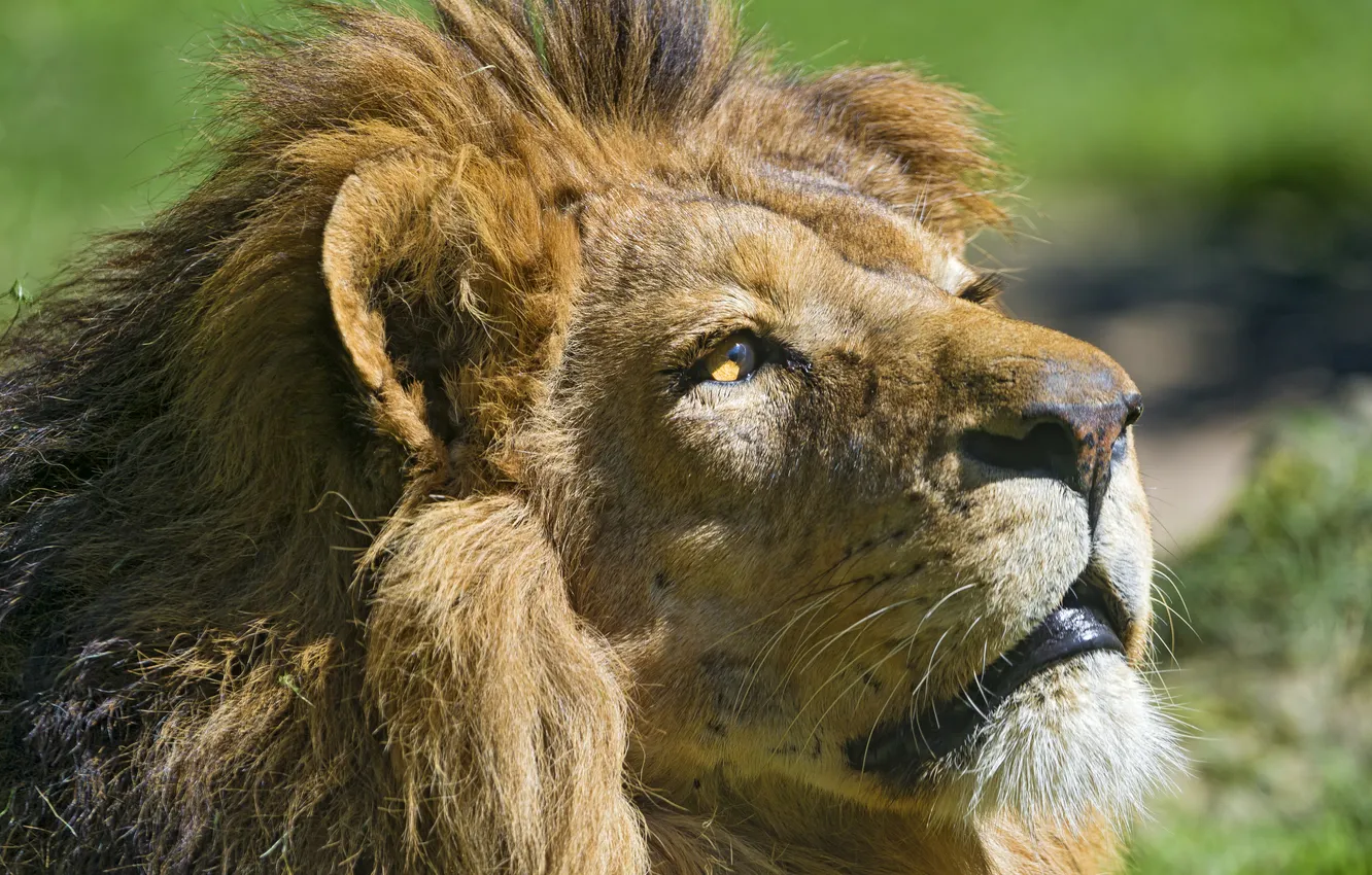 Photo wallpaper cat, look, face, Leo, profile, ©Tambako The Jaguar