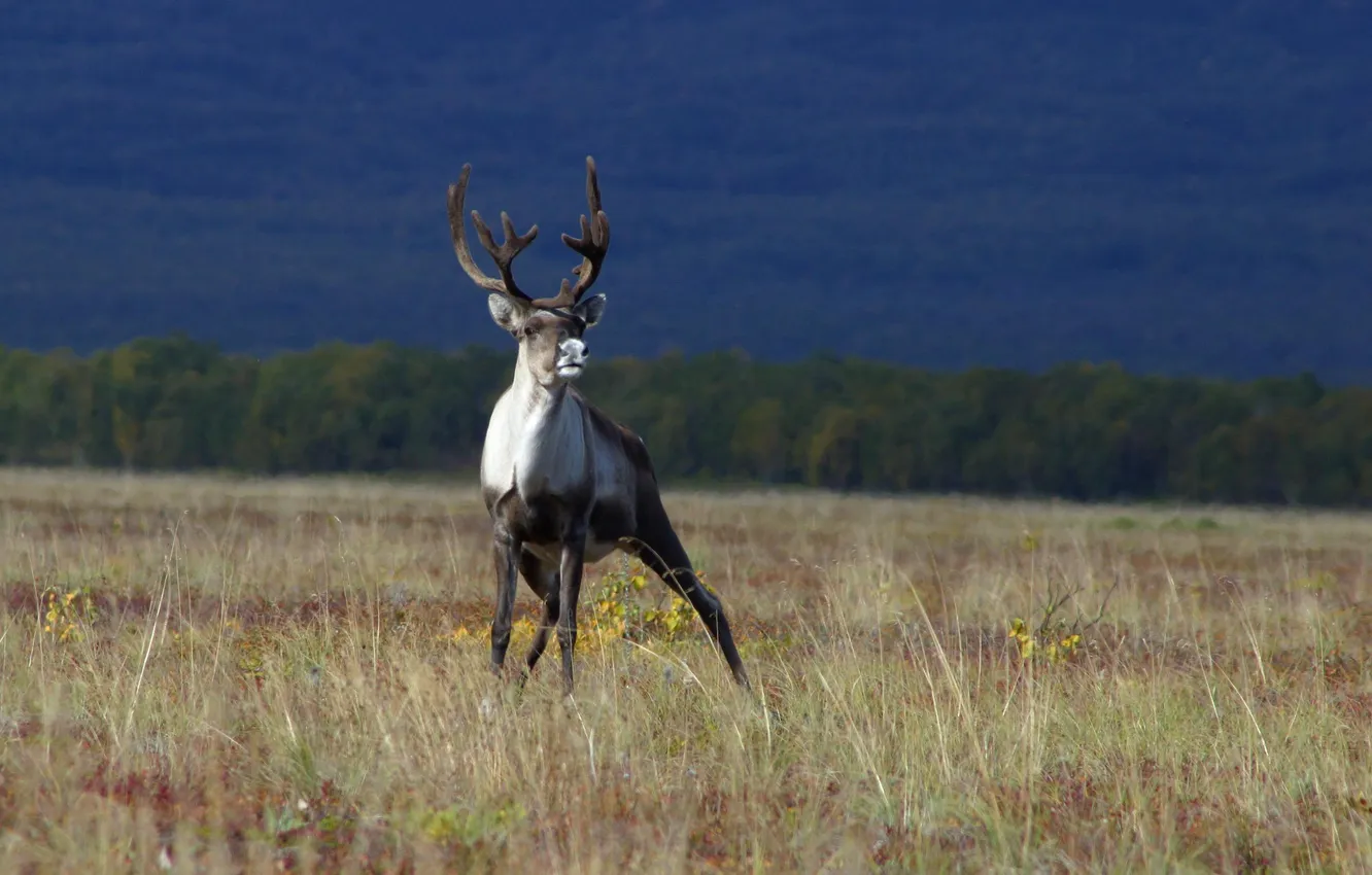 Photo wallpaper field, forest, photo, deer, Kamchatka