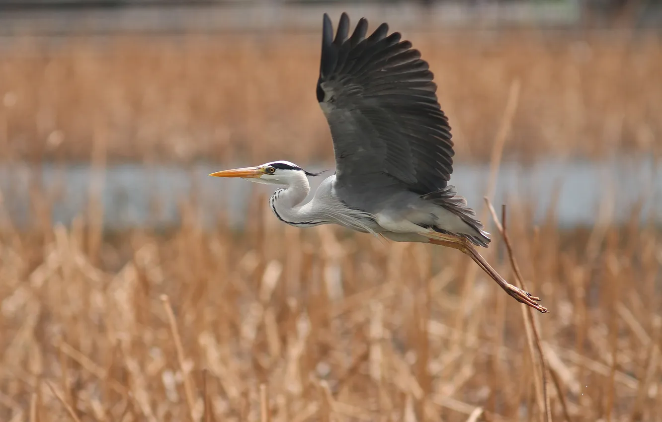 Photo wallpaper blue, bird, large, Heron, in flight