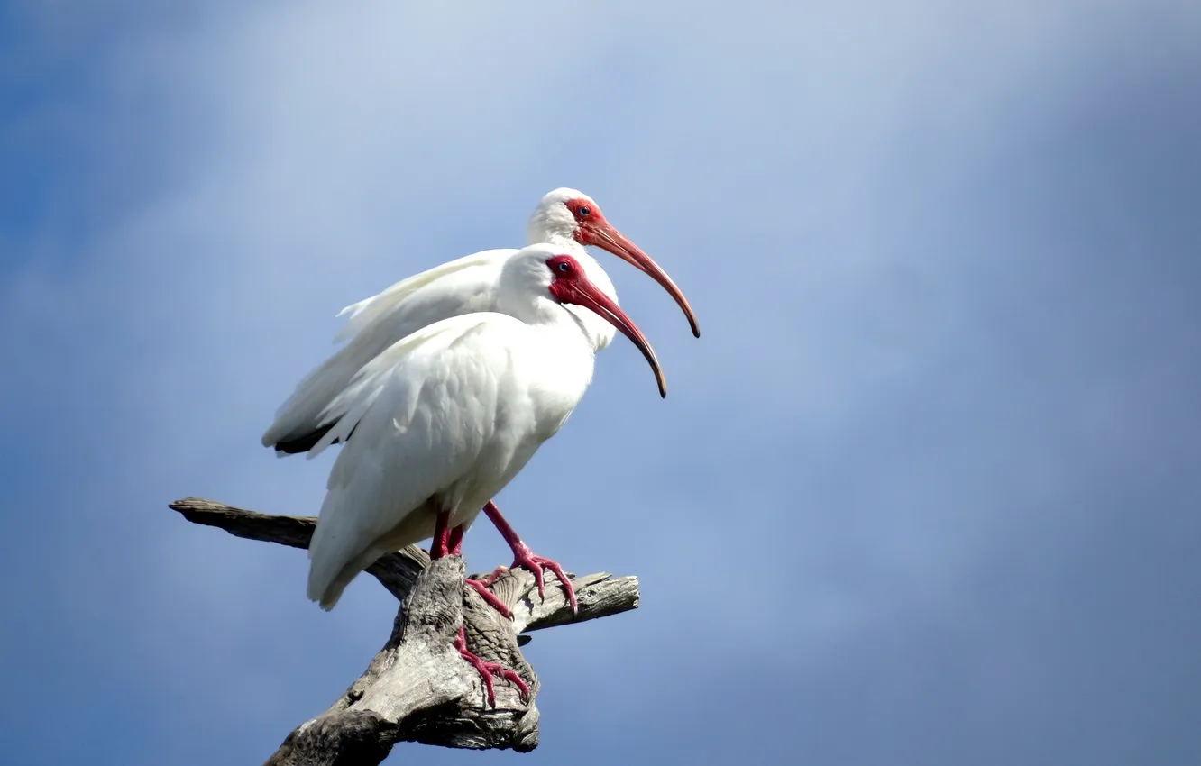 Photo wallpaper birds, nature, white ibis