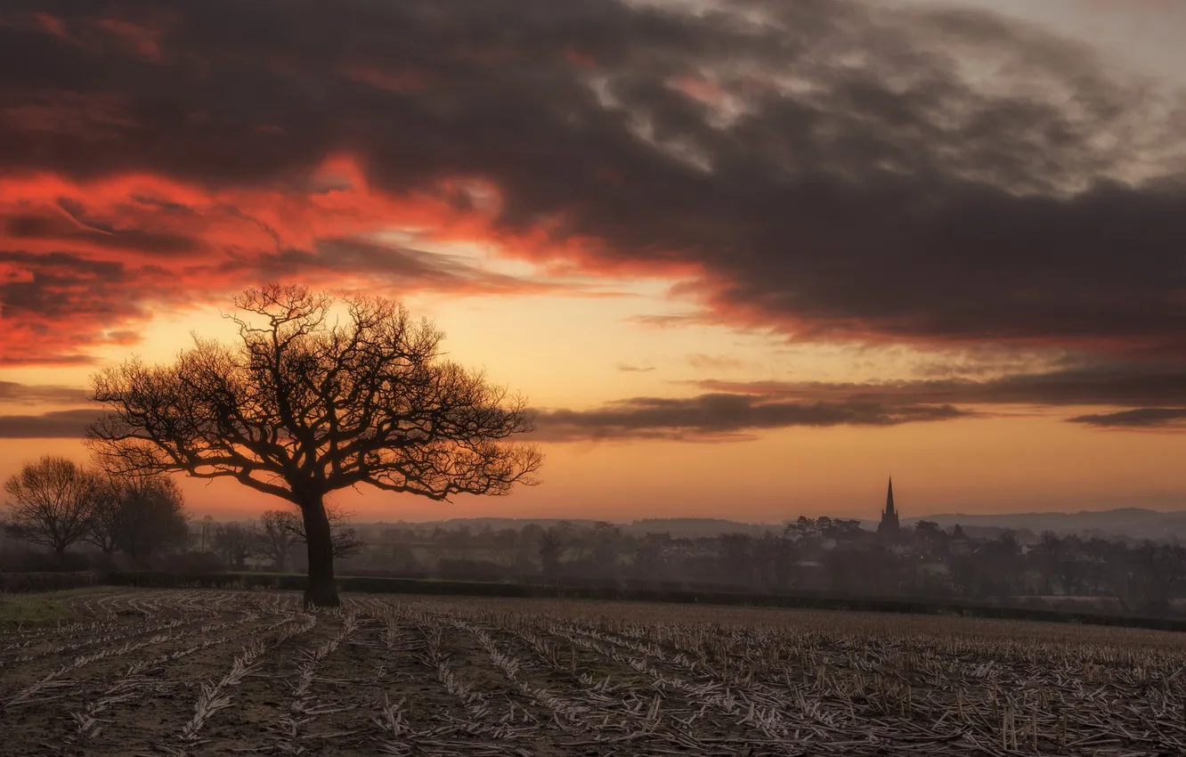 Photo wallpaper field, trees, sunset