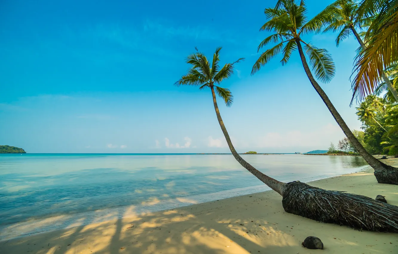 Photo wallpaper sand, sea, wave, beach, summer, palm trees, shore, summer