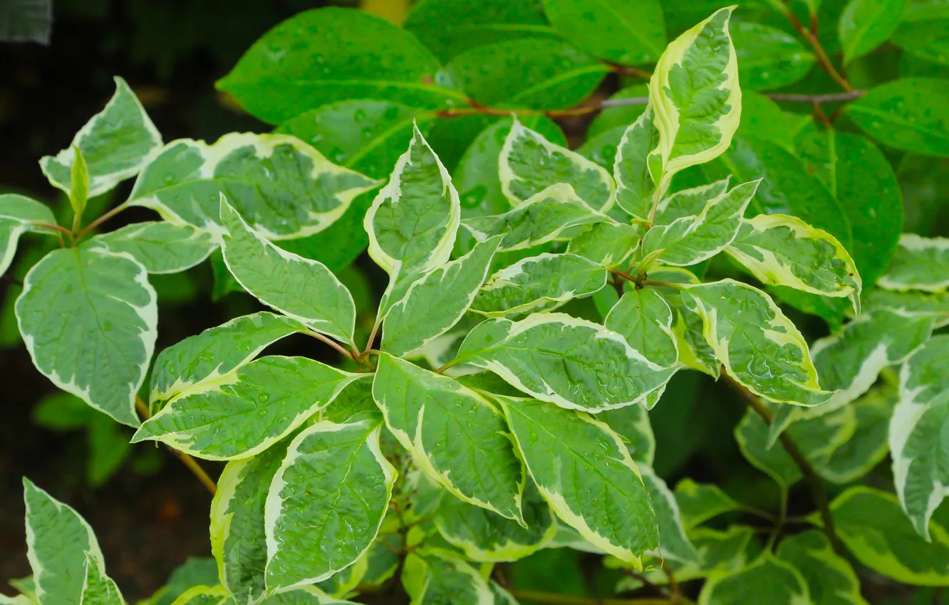 Photo wallpaper leafs, plant, twigs