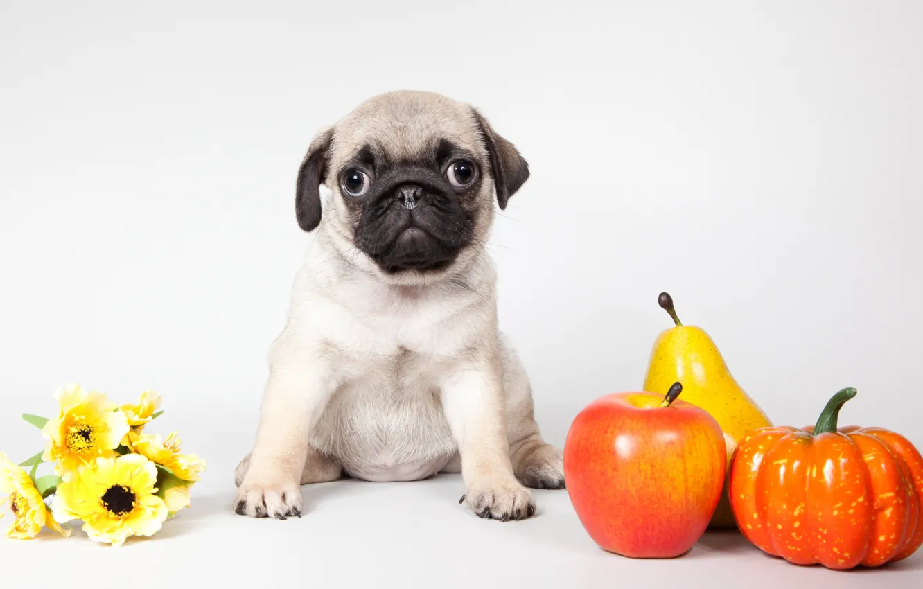 Photo wallpaper flowers, apples, pug, puppy, pumpkin, pear