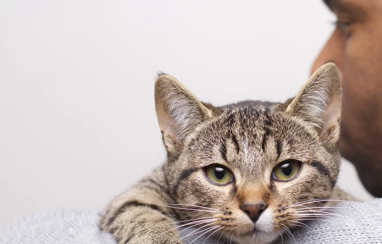 Photo wallpaper cat, look, grey, male, shoulder
