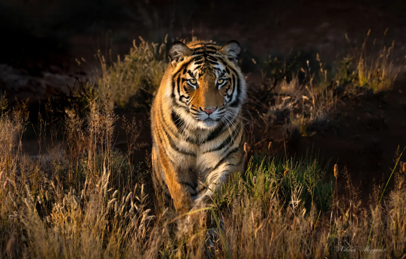 Photo wallpaper predator, Bengal tiger, Nikolai Mozgunov
