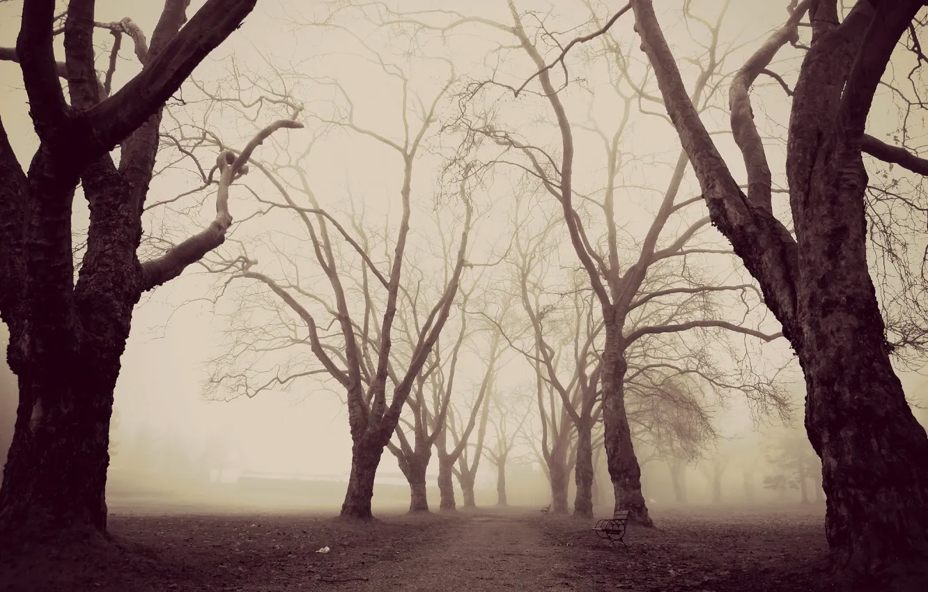 Photo wallpaper trees, nature, fog, Park