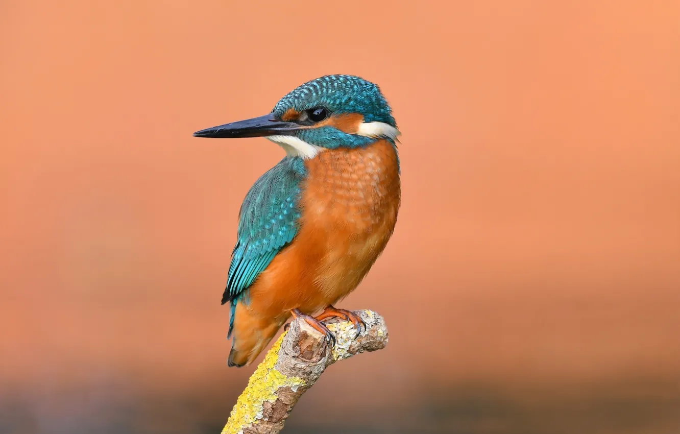 Photo wallpaper photo, bird, Kingfisher