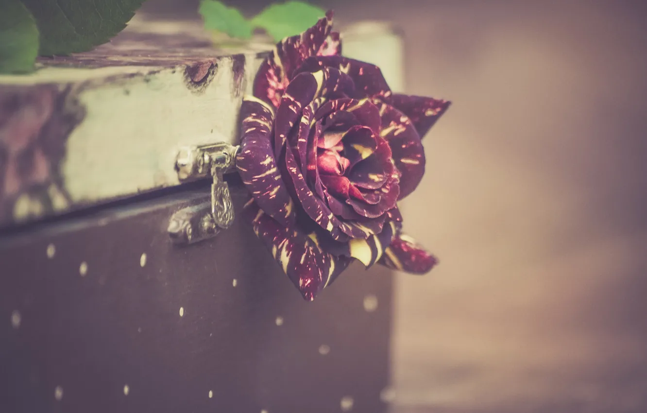 Photo wallpaper roses, chest, motley