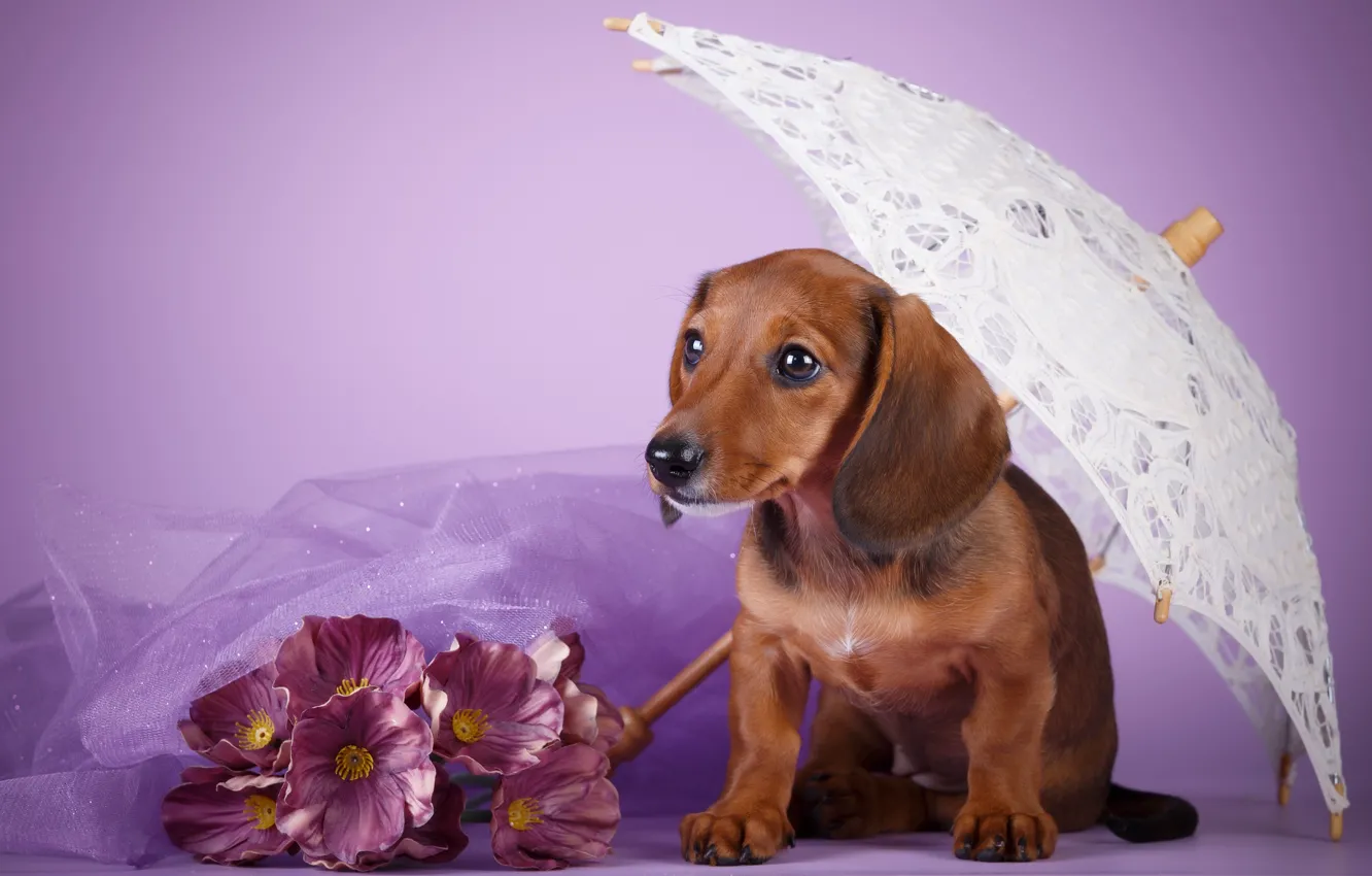 Photo wallpaper flowers, umbrella, puppy, Dachshund, lilac background