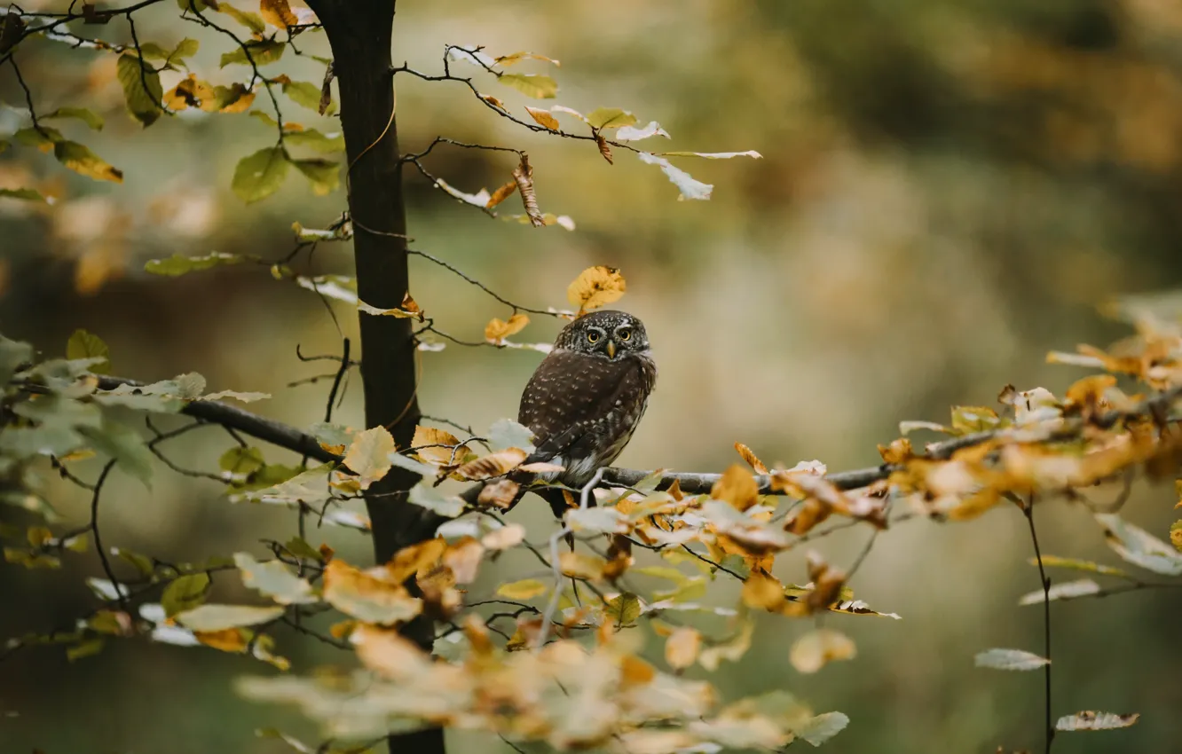 Photo wallpaper autumn, tree, owl