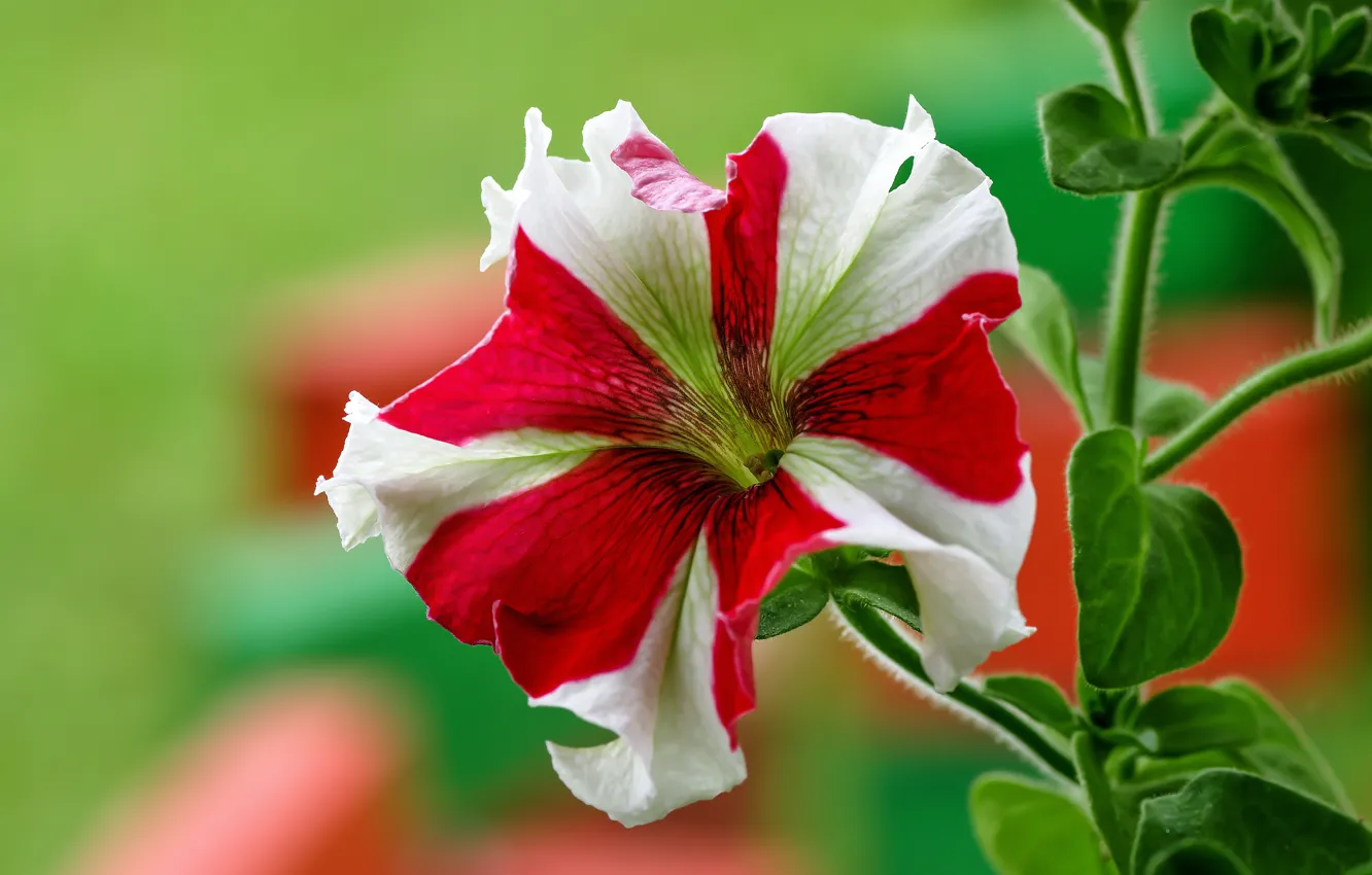 Photo wallpaper flower, background, striped, Petunia, red with white