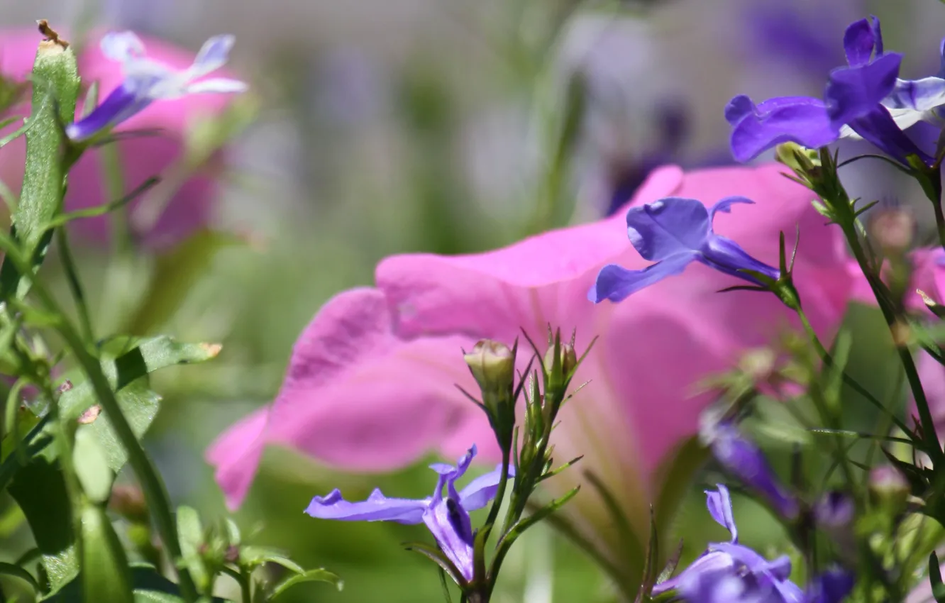 Photo wallpaper grass, flowers, meadow