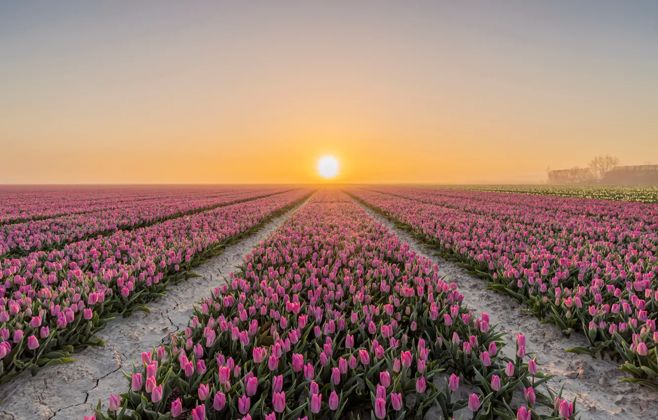 Photo wallpaper flowers, nature, tulips