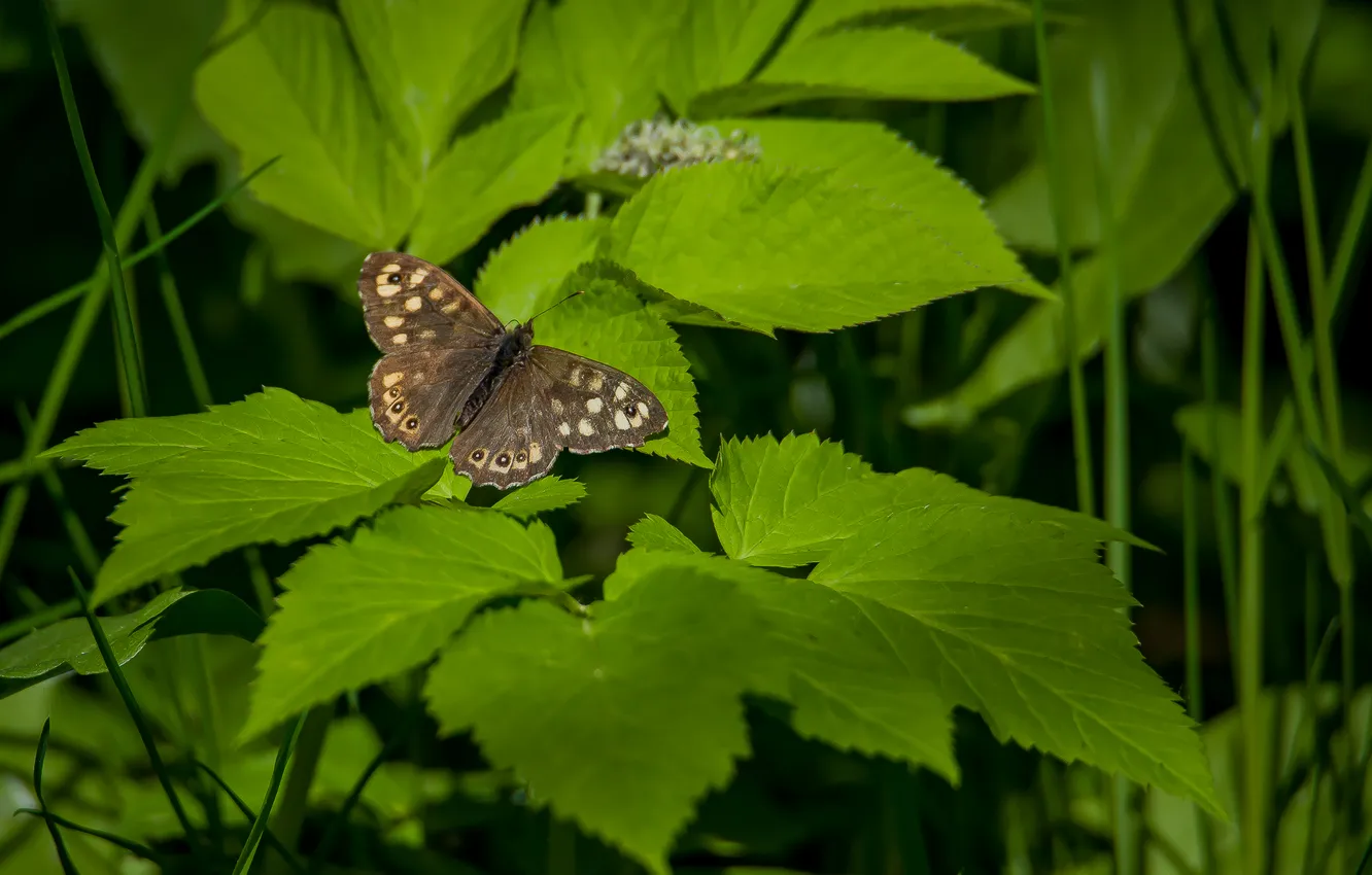 Photo wallpaper nature, butterfly, spring, that