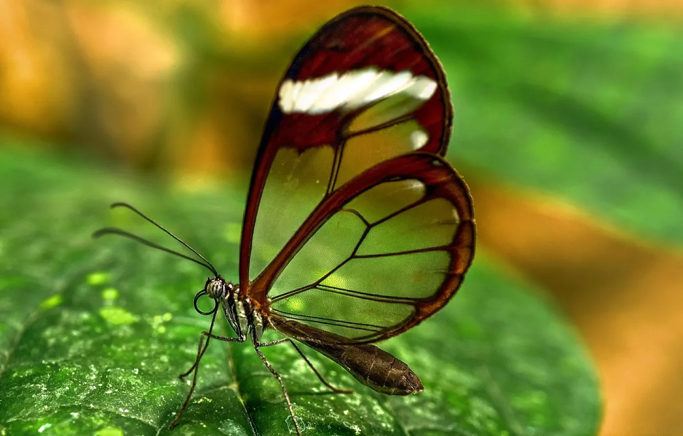 Photo wallpaper BUTTERFLY, WINGS, GREENS, INSECT, TRANSPARENT