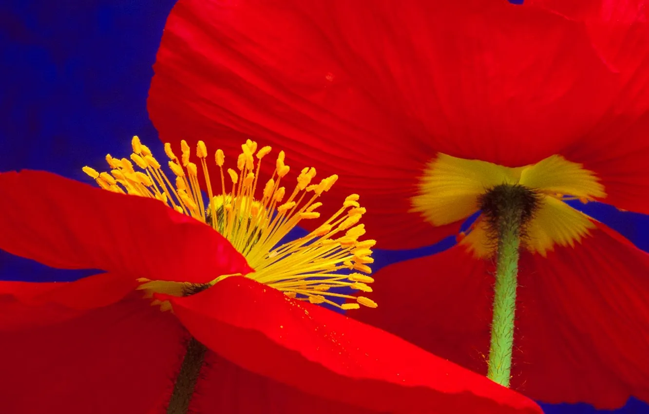 Photo wallpaper flowers, Mac, petals, stem, stamens