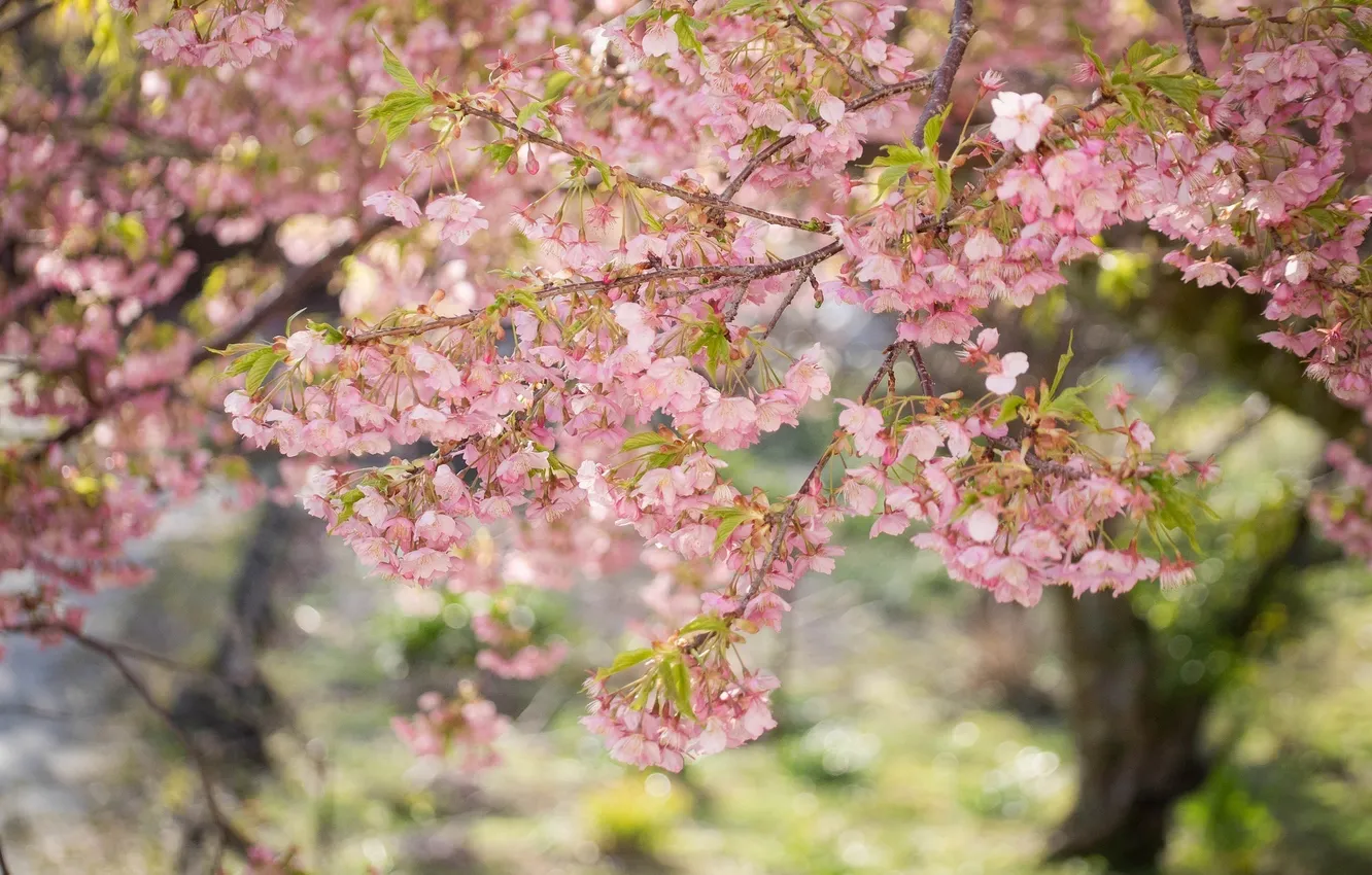 Photo wallpaper leaves, trees, flowers, branches, spring, pink, flowering