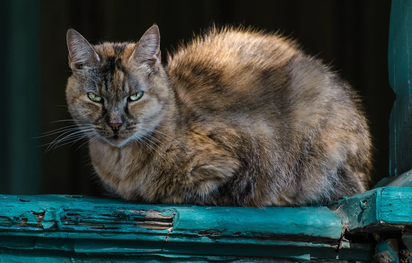 Photo wallpaper eyes, cat, look, Koshak, Tomcat