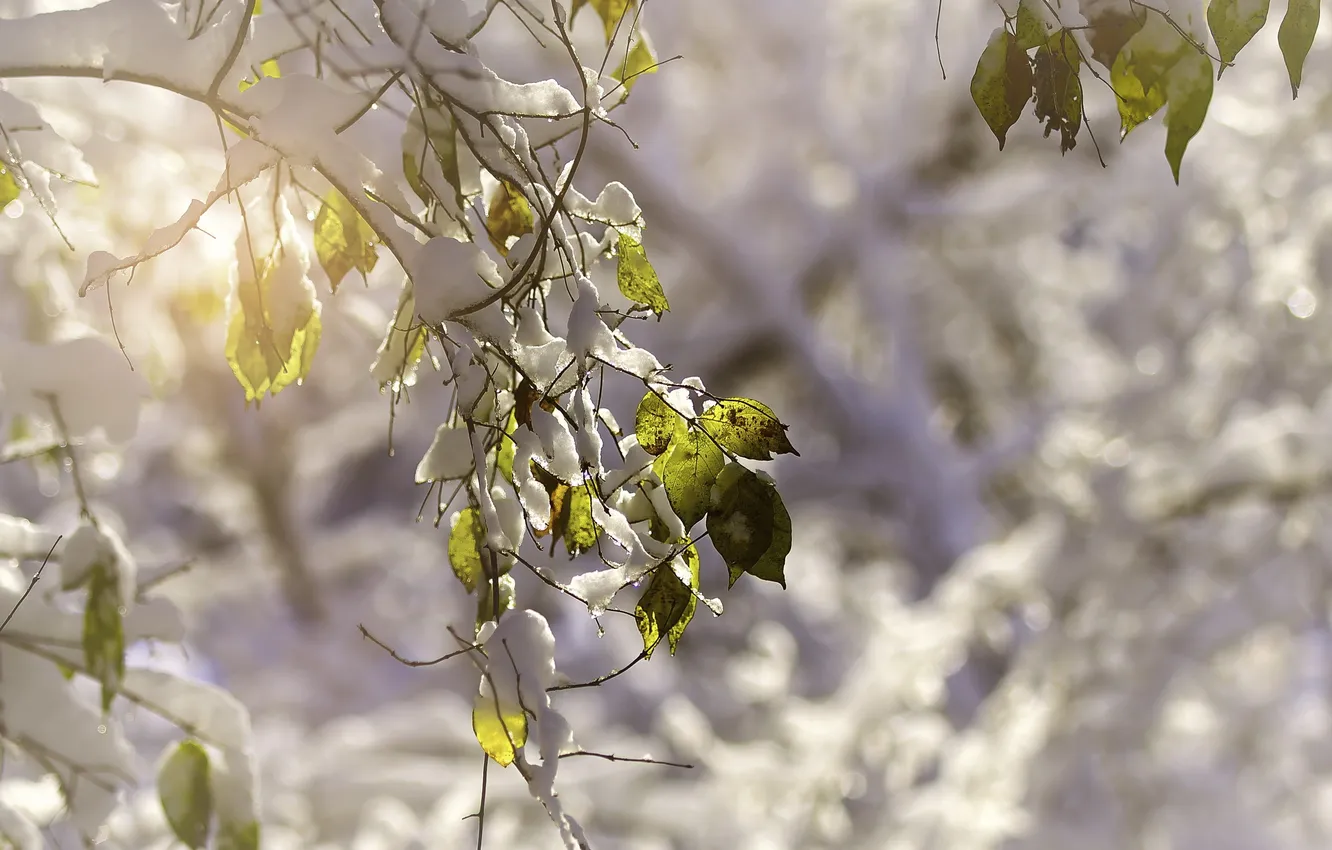 Photo wallpaper leaves, snow, nature