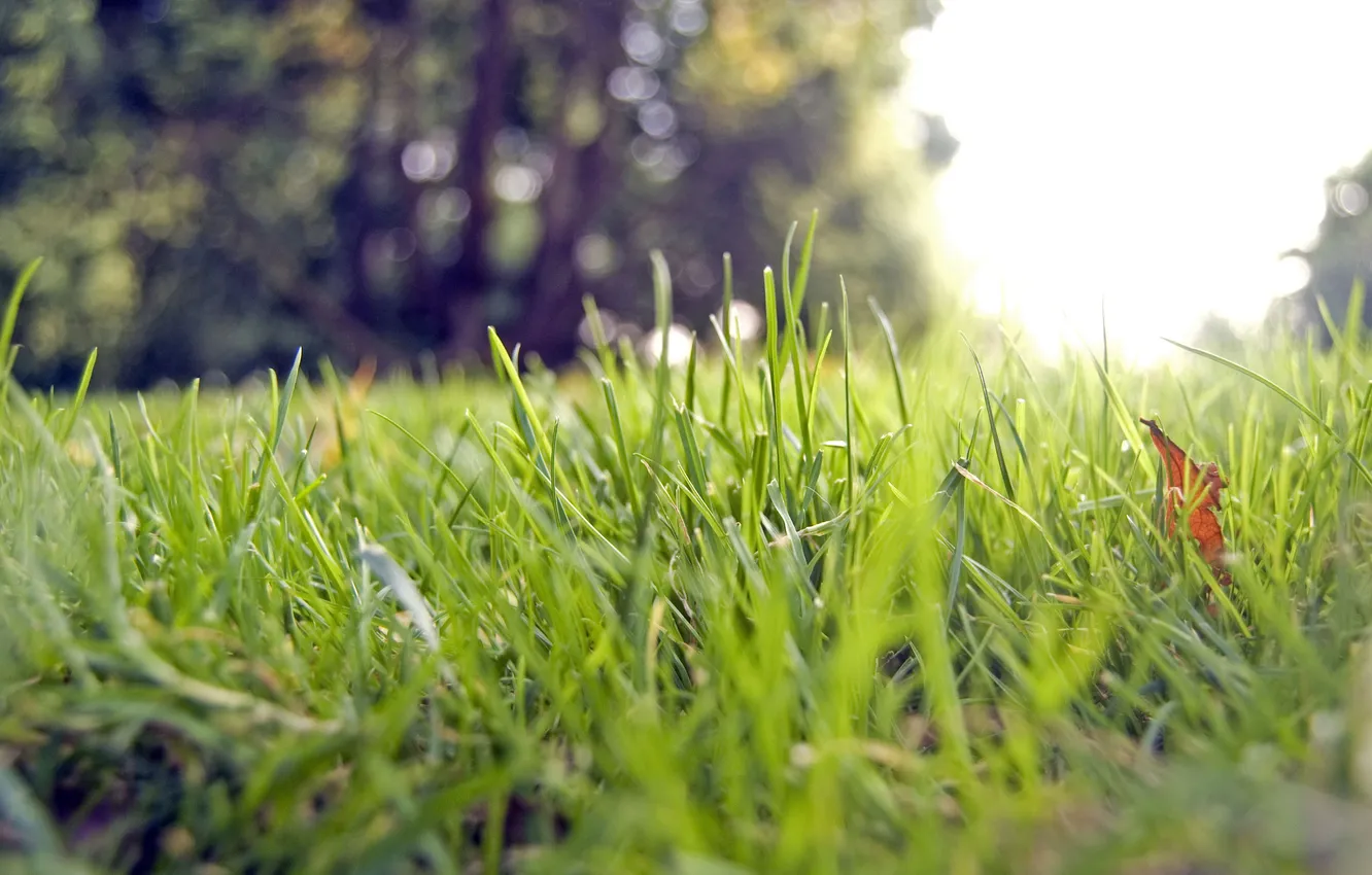 Photo wallpaper greens, grass, the sun, macro, light, trees, nature, bokeh