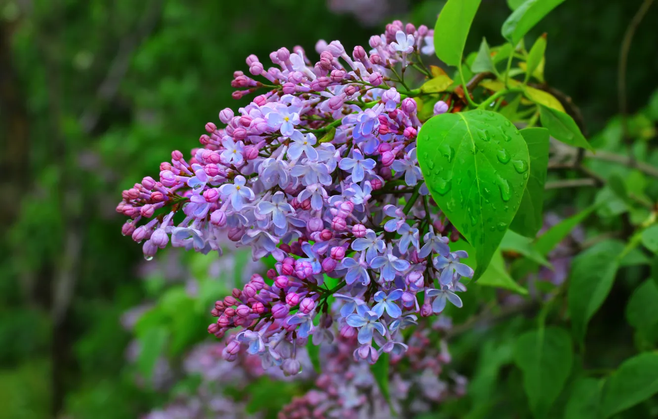 Photo wallpaper flower, spring, lilac