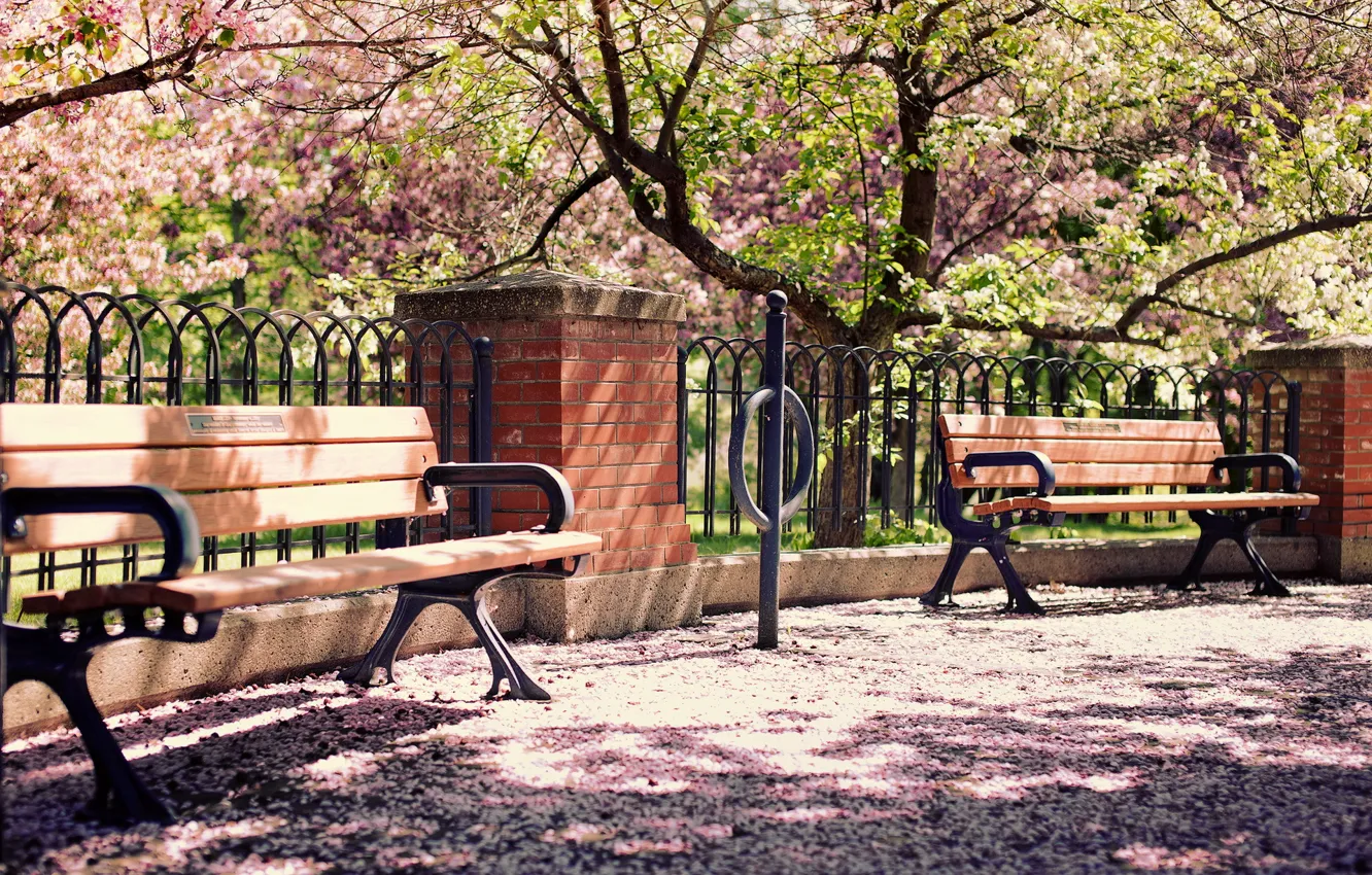 Photo wallpaper the city, cherry, street, bench