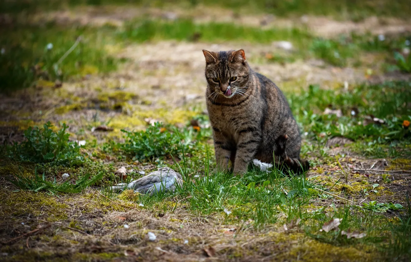 Photo wallpaper cat, glade, feathers, pigeons, mining