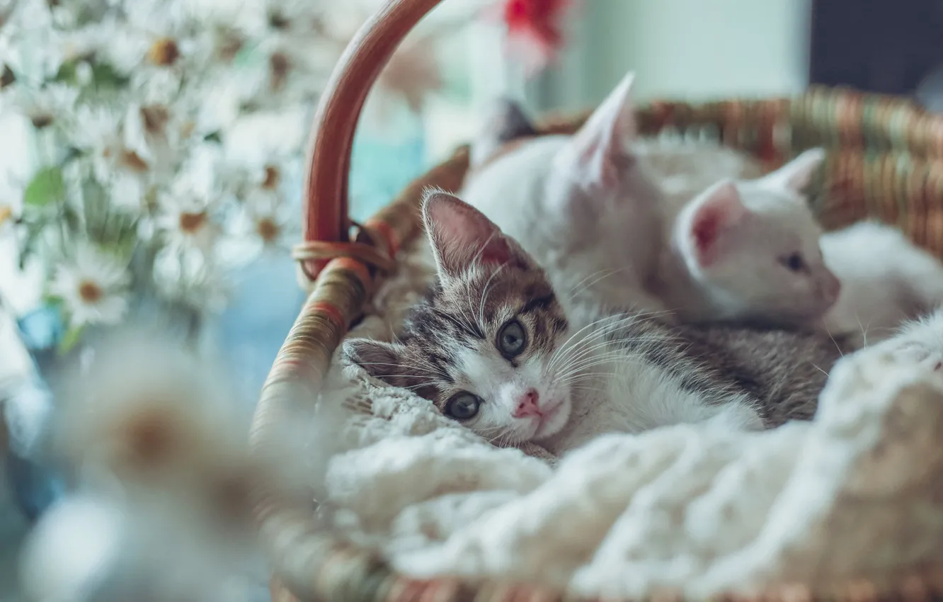 Photo wallpaper basket, kitty, bokeh