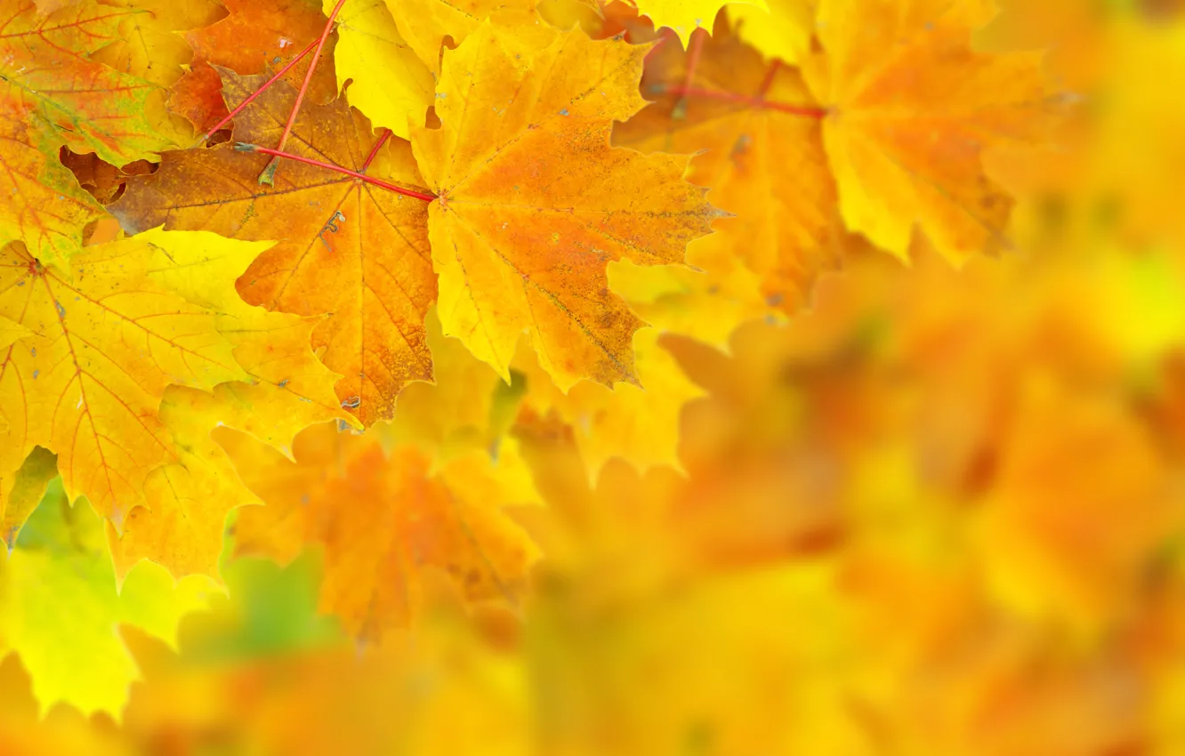 Photo wallpaper autumn, leaves, bokeh