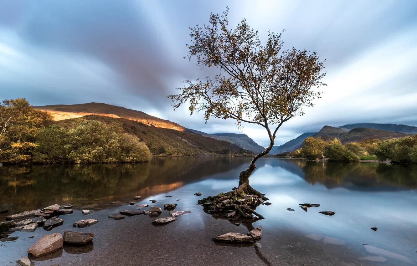 Photo wallpaper tree, Wales, Snowdonia, Llanberis