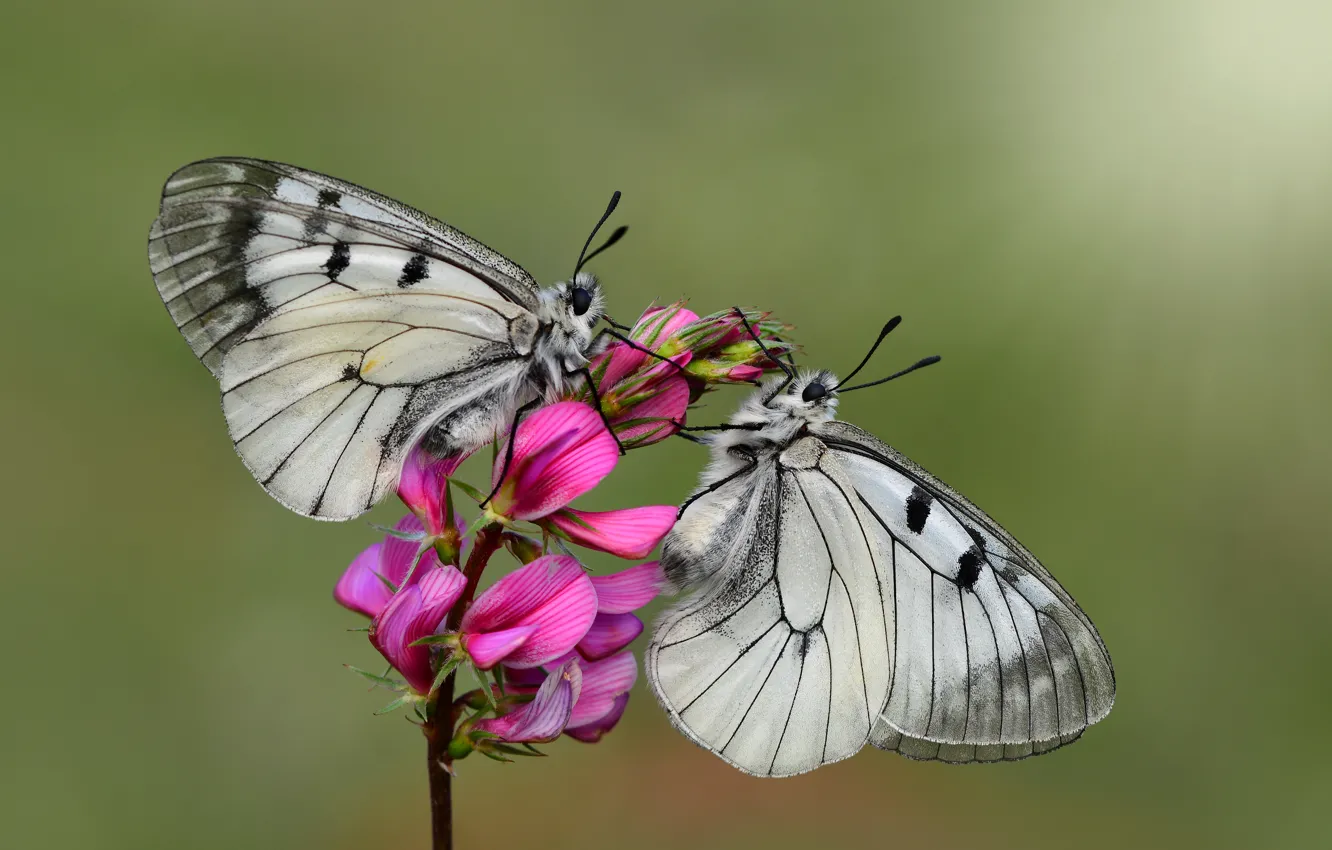 Photo wallpaper macro, flowers, butterfly, insect, a couple