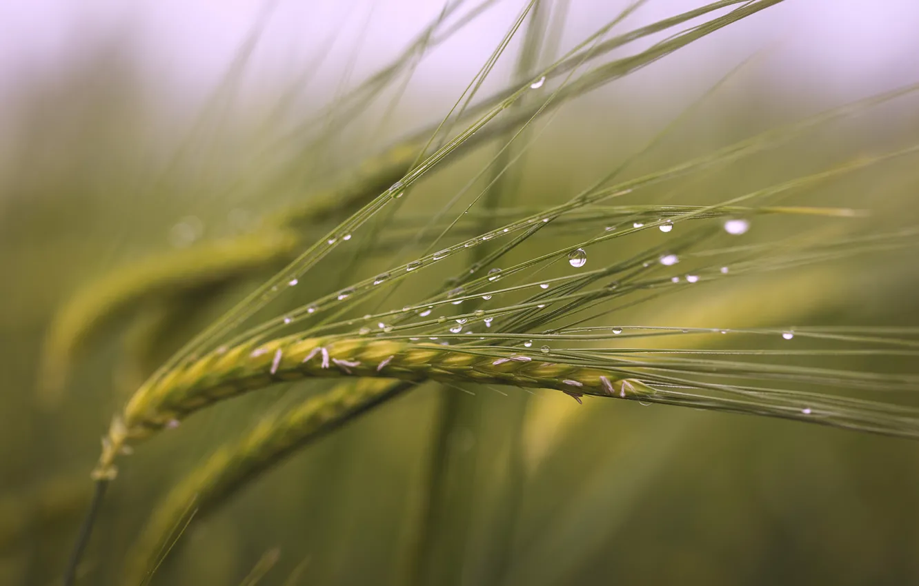 Photo wallpaper field, drops, macro, spikelets, after the rain